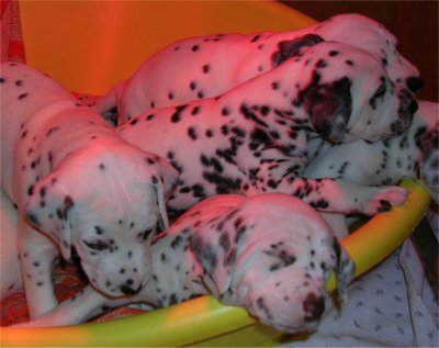 cuccioli dalmata