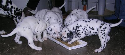 cuccioli dalmata