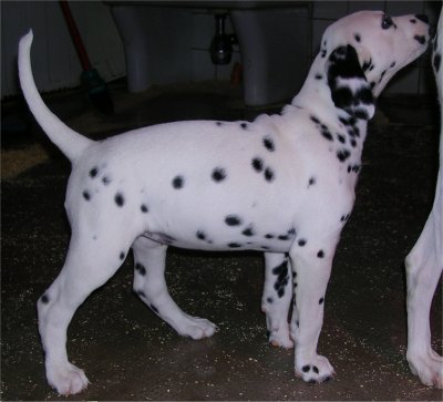 Dalila
